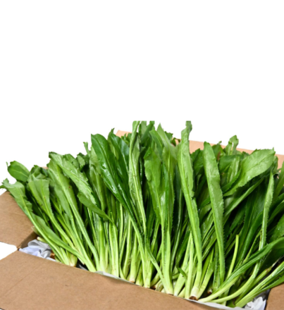 shadon beni box trinidad grown provision trinidad and Tobago exportexport