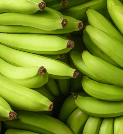 Fresh,Unripe,Banana,,Harvested,Tropical,Fruit,Green,Background,,Closeup